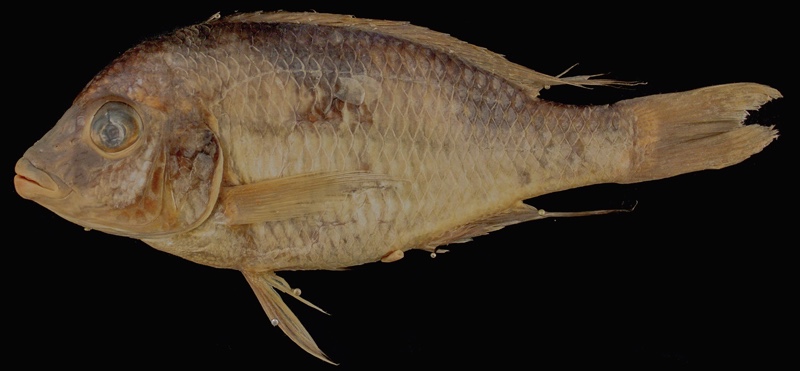 Trematocranus pachychilus